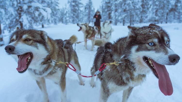Dash through snowy forests on a husky sled