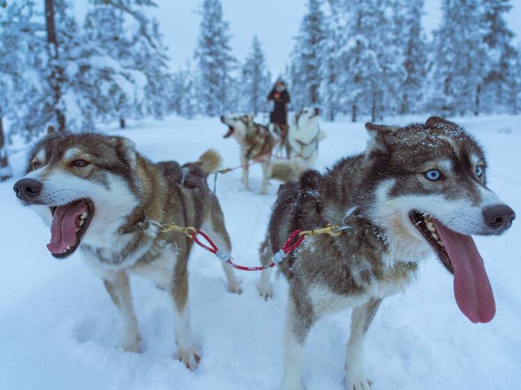 Dash through snowy forests on a husky sled