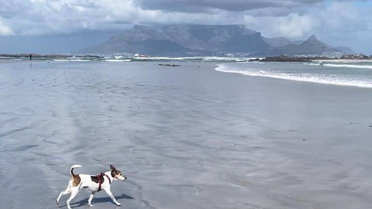 Dolphin Beach, Table View Dolphin Beach, Table View