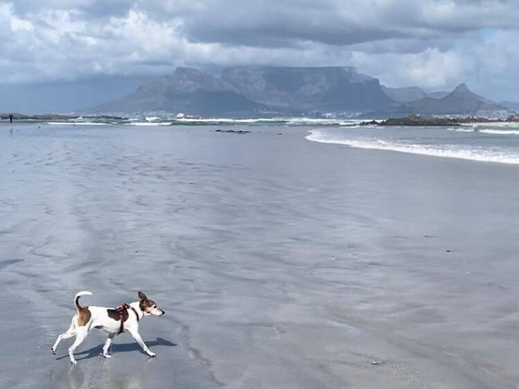 Dolphin Beach, Table View Dolphin Beach, Table View