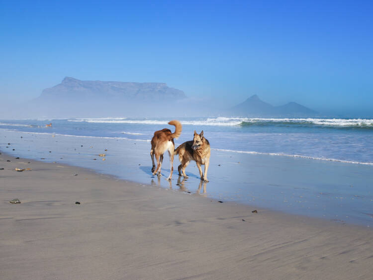 German Shepherd dog playing on the beach, Cape Town, South Africa, Milnerton Beach 1175067545