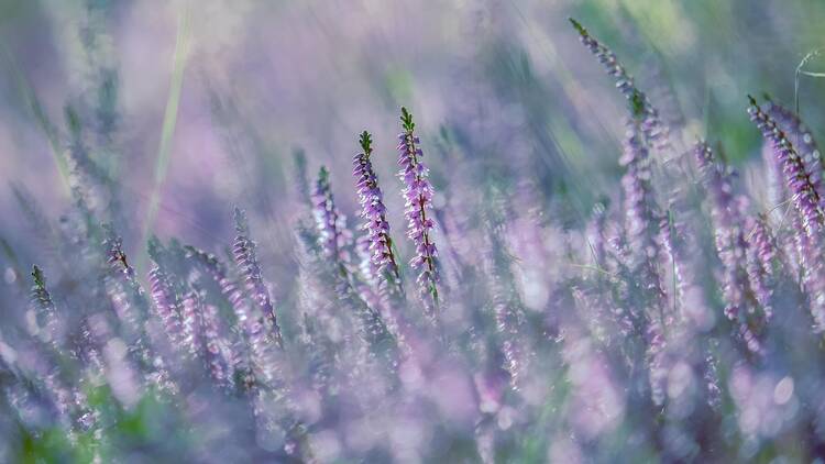 Monestir de Pedralbes 