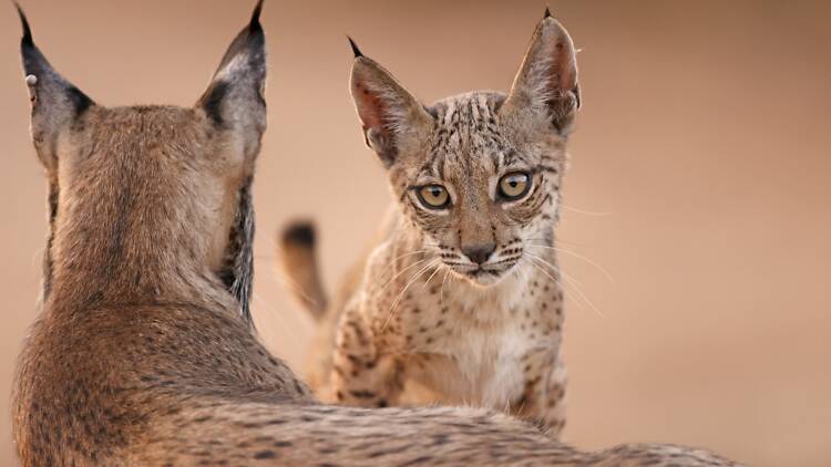 Comprar sustentável