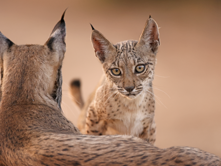 Nesta loja, os “produtos” são acções de restauro ambiental Nesta loja, os “produtos” são acções de restauro ambiental