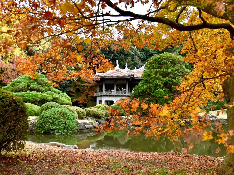 Here’s the official 2025 forecast for autumn leaves in Japan – updated