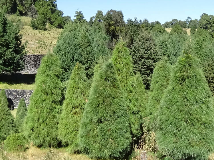 Anuncian operativo para árboles de navidad: conoce la razón