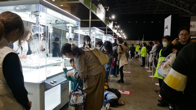 Amusement Expo General Admission Day Amusement Expo General Admission Day