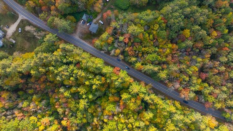 Forest and road from above