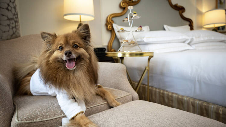 A dog wearing a Plaza robe relaxes on a chair.