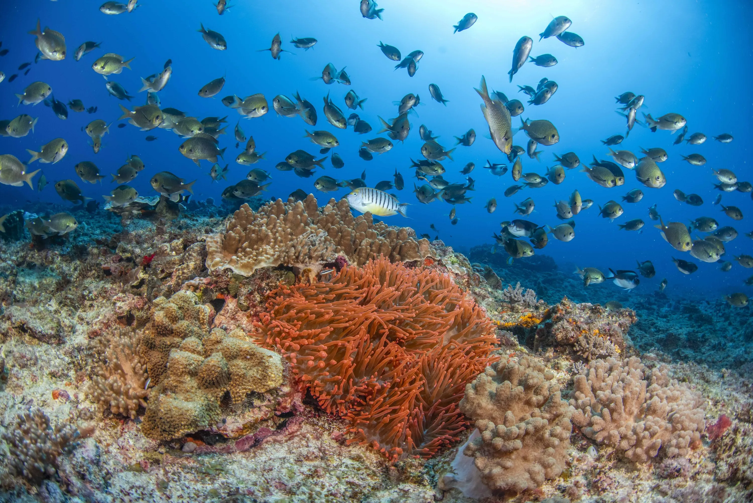 Coral reef with colourful fish