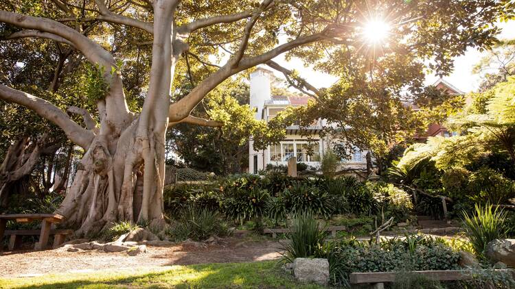 Uncover Wendy Whiteley's Secret Garden