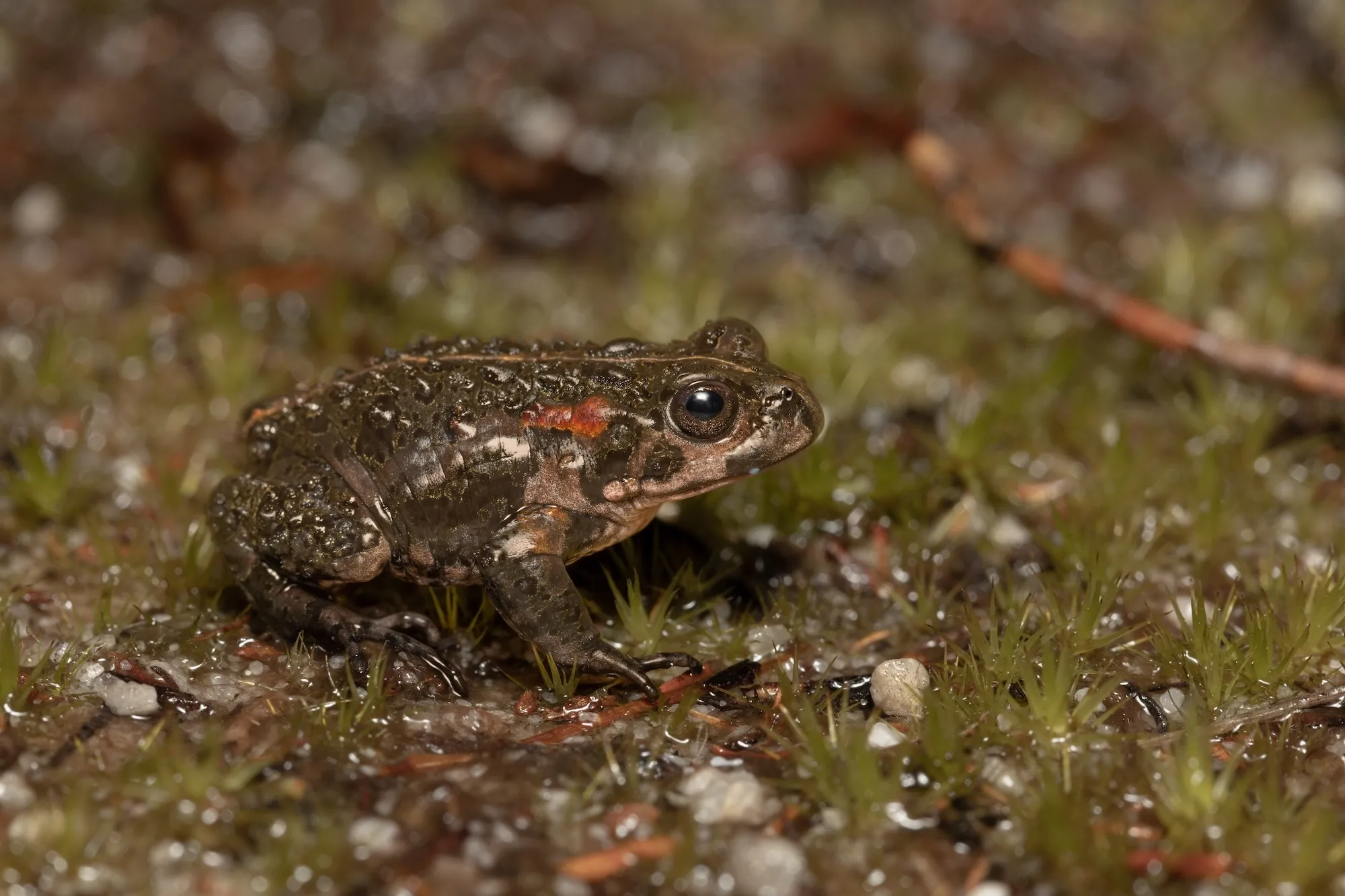 Mount David Nature Reserve