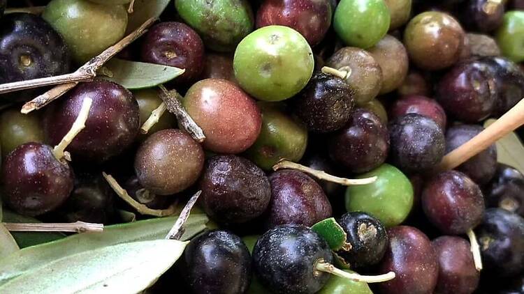 Les Garrigues: degustar aceite entre olivares