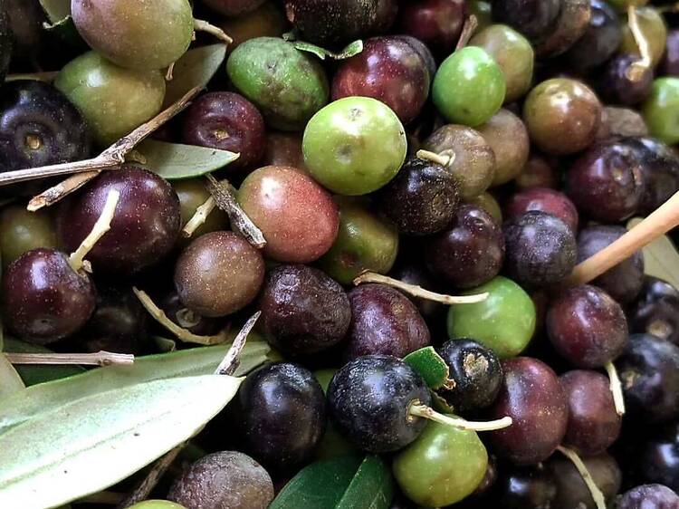 Les Garrigues: degustar aceite entre olivares