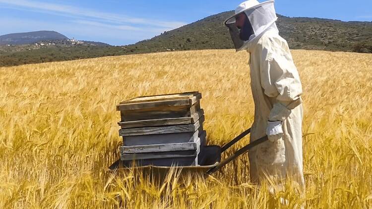 Pallars Jussà: ser apicultor por un día