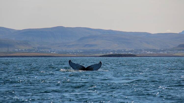 Go whale watching on a guided tour