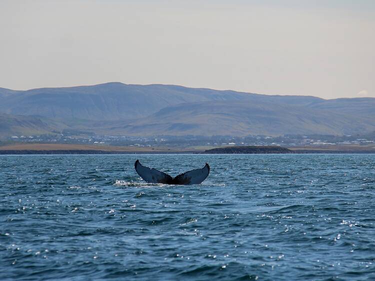 Go whale watching on a guided tour