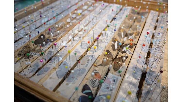 いきもの研究所の舞台裏