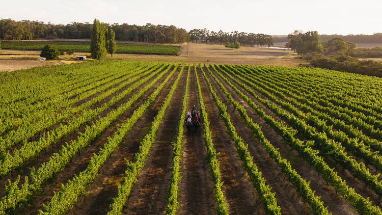 Jesters Flat People walking through vineyards