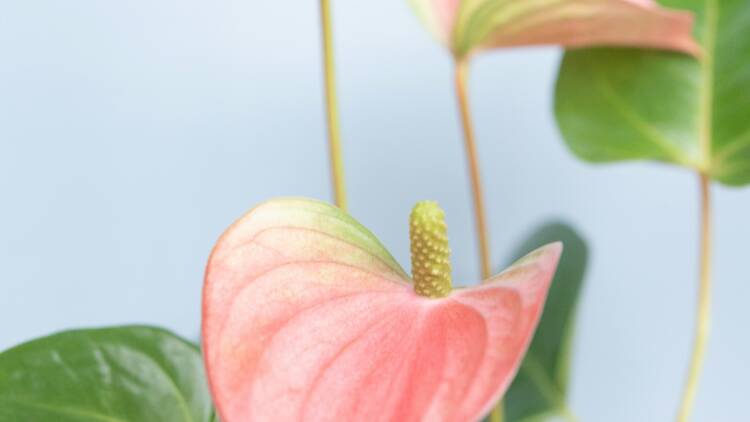 MOE Market Vol. 8 MOE Market Vol. 8