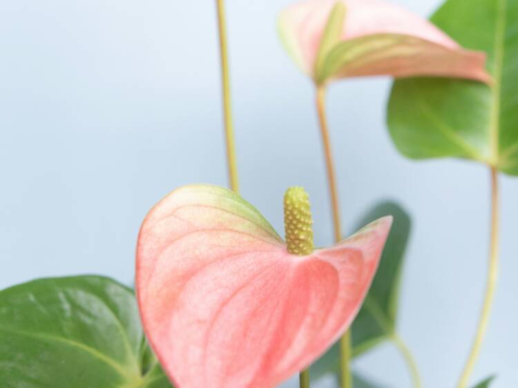 MOE Market Vol. 8 MOE Market Vol. 8