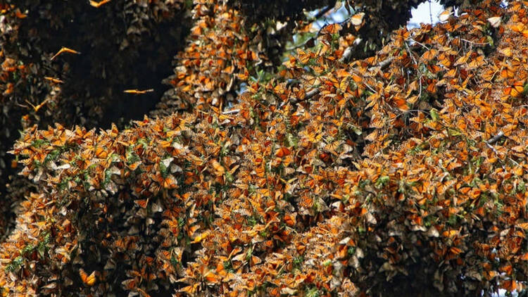 Santuario El Rosario