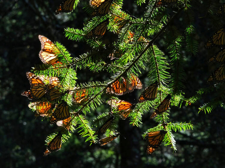 4 santuarios para ver mariposas monarcas en México