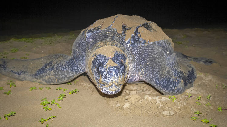 Leatherback Turtle (Dermochelys coriacea) laying eggs on the same beach that she hatched on in Maputaland, KwaZulu Natal. South Africa.