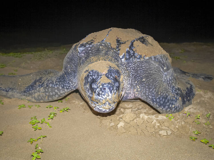 Turtle nesting season has begun in northern KZN