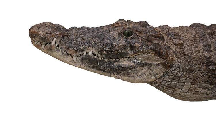 この冬行きたい注目の自然・科学展6選