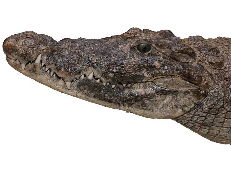 ãã®å¬è¡ãããæ³šç®ã®èªç¶ã»ç§åŠå±6éž ãã®å¬è¡ãããæ³šç®ã®èªç¶ã»ç§åŠå±6éž