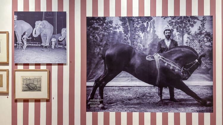 Circo. Fascinación popular Museo Nacional de Arte