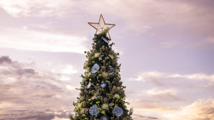 Native Living Christmas Trees Barangaroo Christmas tree