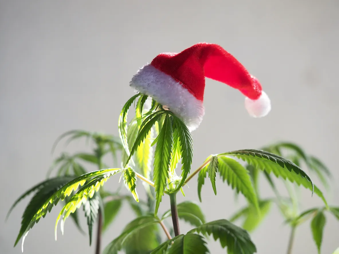 santa hat on hemp plant. christmas cannabis holiday. marijuana new yearOLYMPUS DIGITAL CAMERA