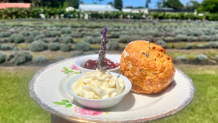 Go for scones at the Lavender Farm