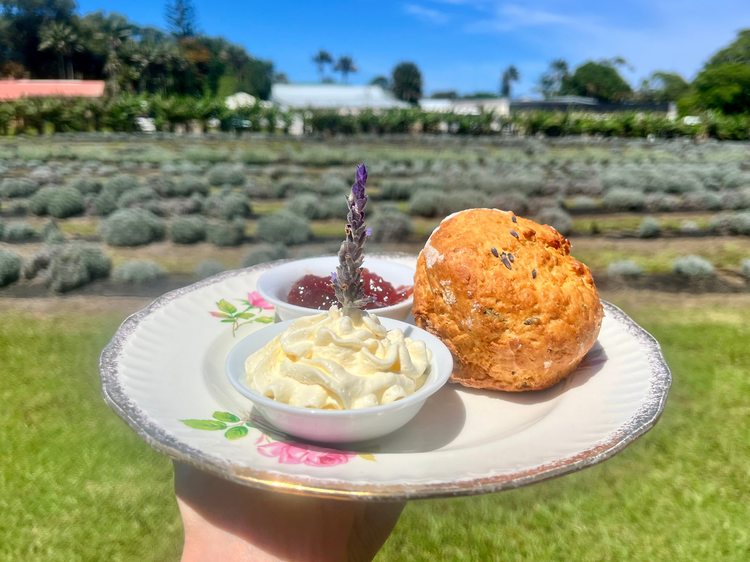 Go for scones at the Lavender Farm