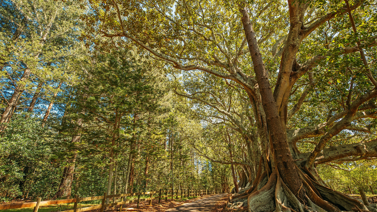 See the Moreton Bay figs at Hundred Acres Reserve