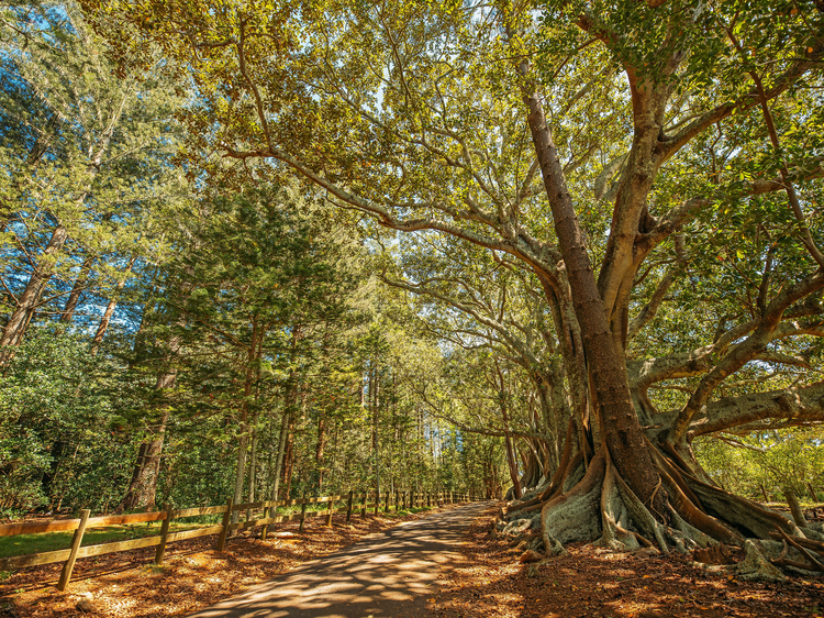 See the Moreton Bay figs at Hundred Acres Reserve