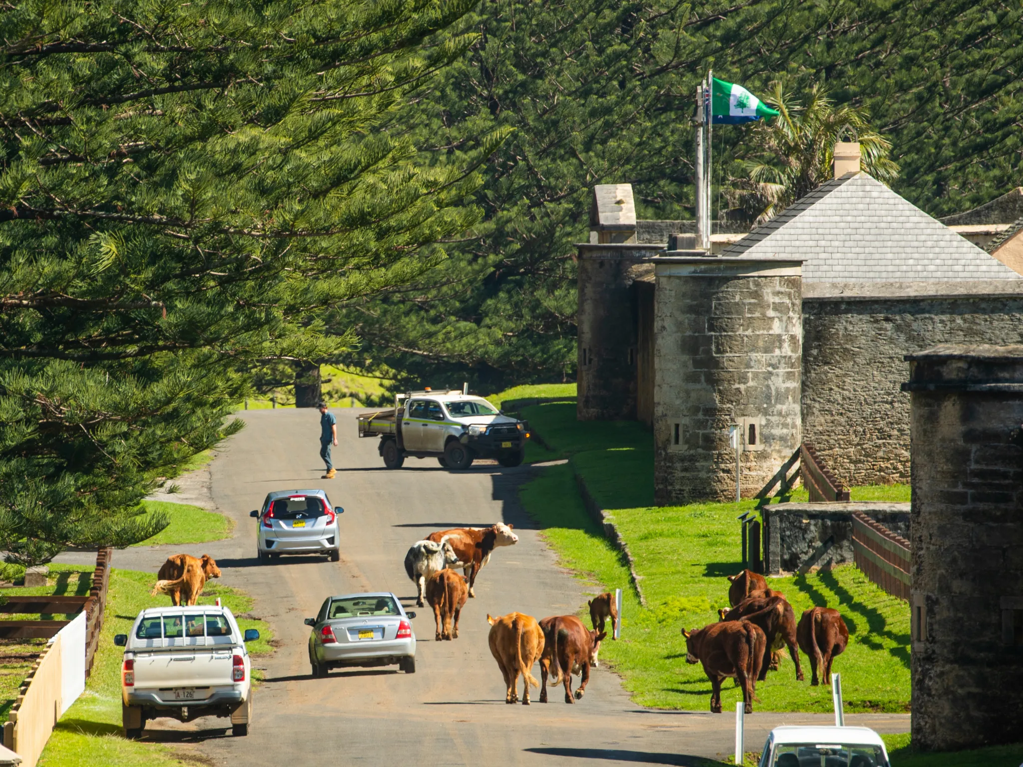 Cows on road with cars