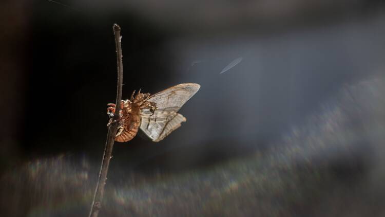 un-puñado-de-tierra