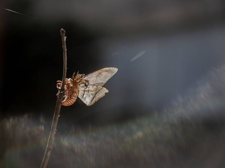 Selva, raíces y vuelo Selva, raíces y vuelo