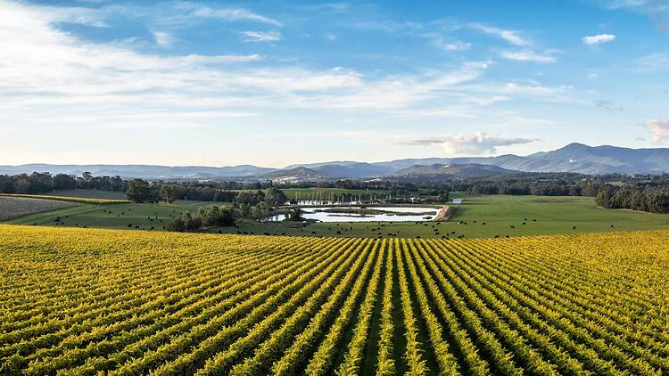 Take a day trip to the Yarra Valley Take a day trip to the Yarra Valley