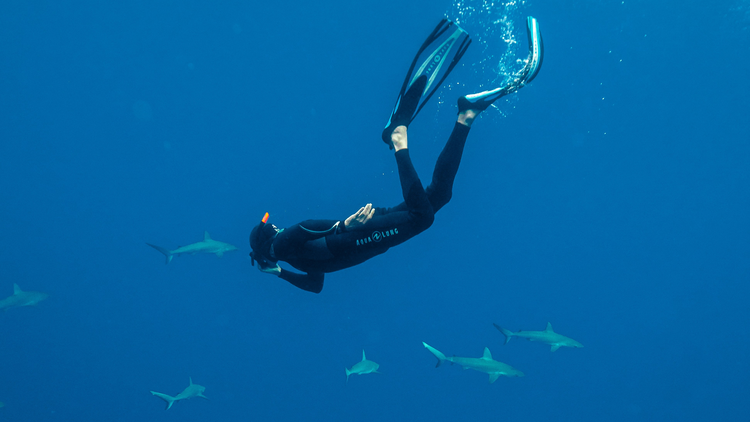 diving around Lord Howe Island