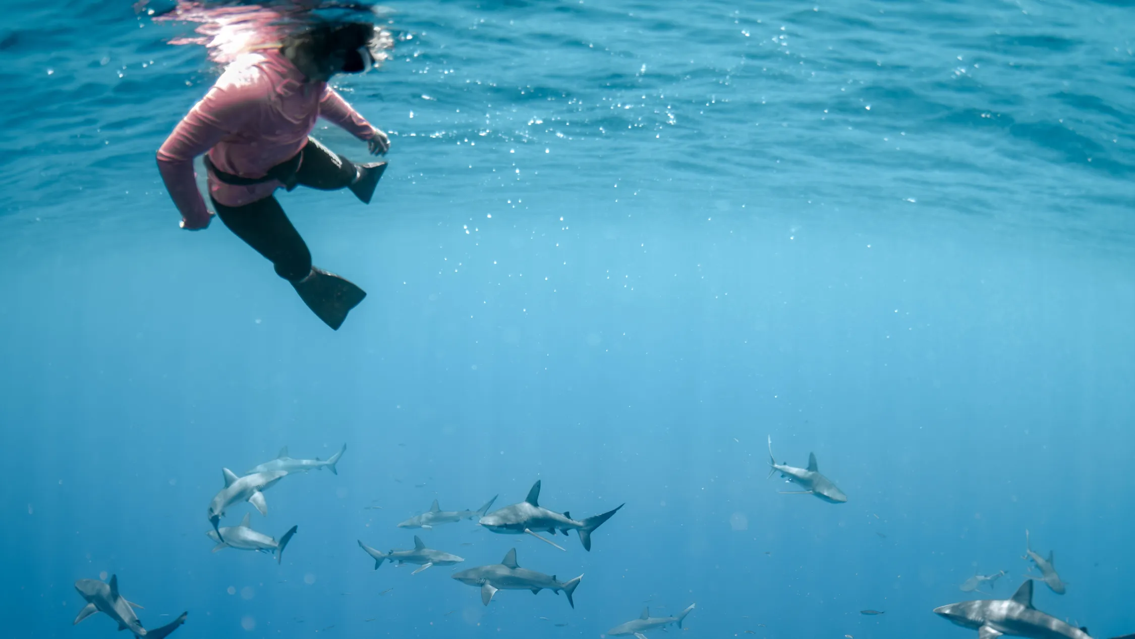 diving around Lord Howe Island