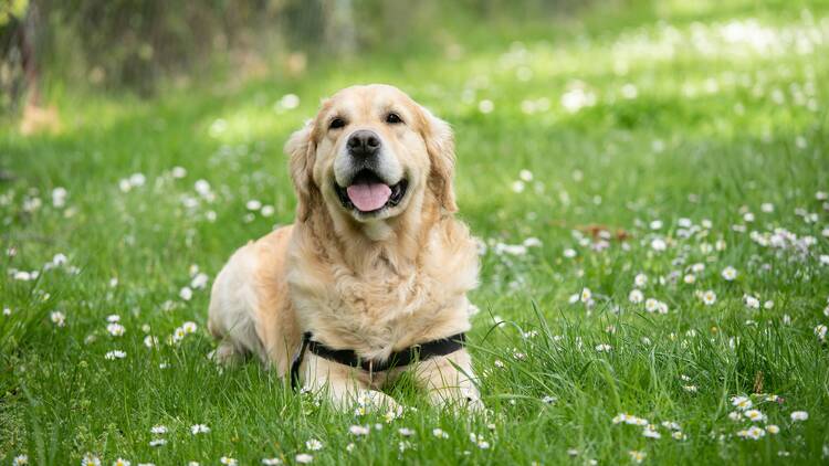 Golden retriever Golden retriever in grass