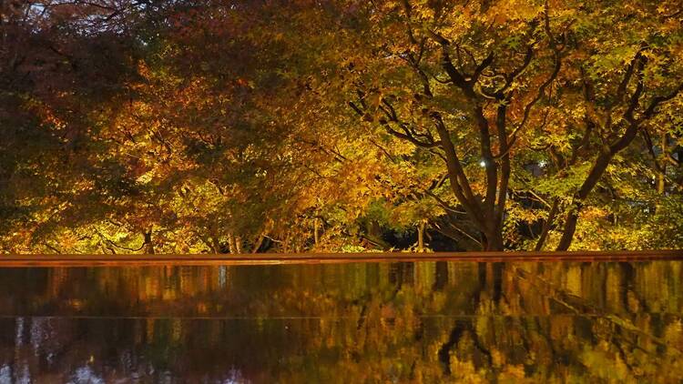 夜間特別開園　紅葉とたてもののライトアップ