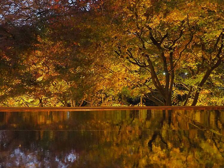夜間特別開園 紅葉とたてもののライトアップ 夜間特別開園 紅葉とたてもののライトアップ