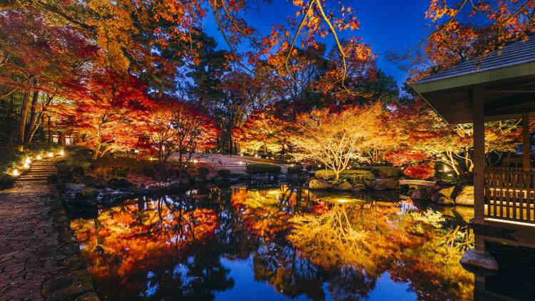 Otaguro Park Autumn Light Up