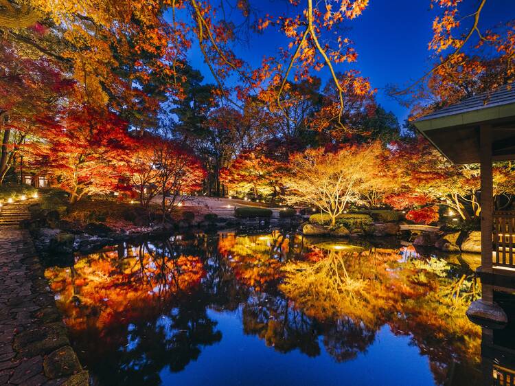 Otaguro Park Autumn Light Up