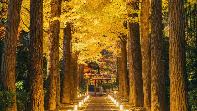 Otaguro Park Autumn Light Up Otaguro Park Autumn Light Up